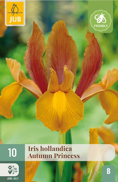 Cibuľoviny, irisy, Iris, Autumn Princess, kvety