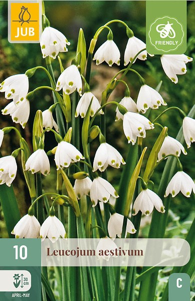 Cibuľoviny, Cibule bledule, Bleduľa Leucojum aestivum