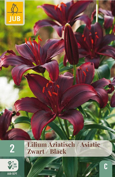 Cibuľoviny, Ľalie, Ľalia asiatic Čierna