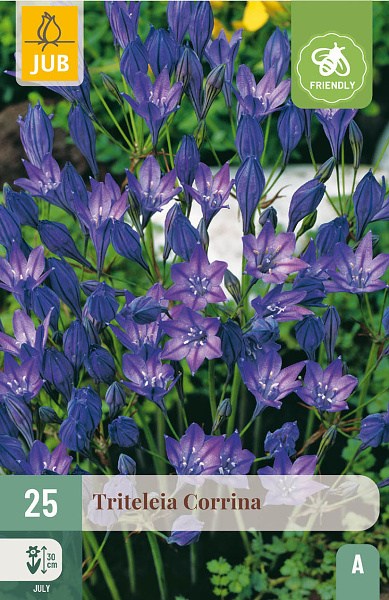 Cibuľoviny, Triteleia Corrina 