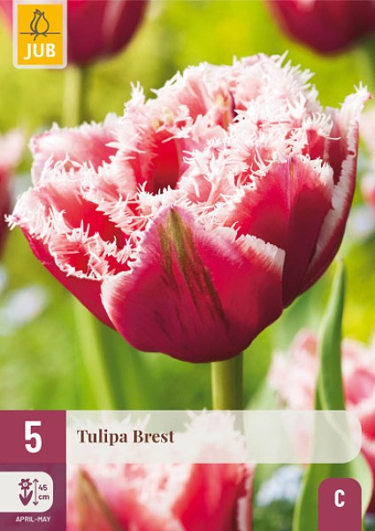 tulipan brest, cibuloviny, cibule tulipanaov, cibulky tulipanov, cibule kvetov, kvetove cibule