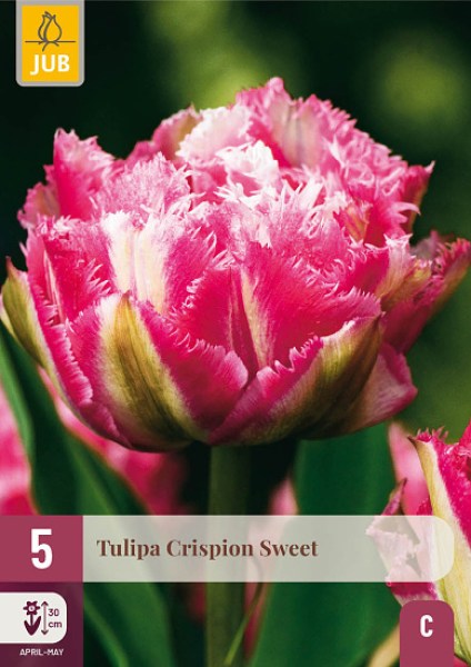 cibuloviny, cibule tulipanaov, cibulky tulipanov, cibule kvetov, kvetove cibule