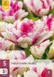Tulipán Double Shake, cibuloviny, cibule tulipanaov, cibulky tulipanov, cibule kvetov, kvetove cibule