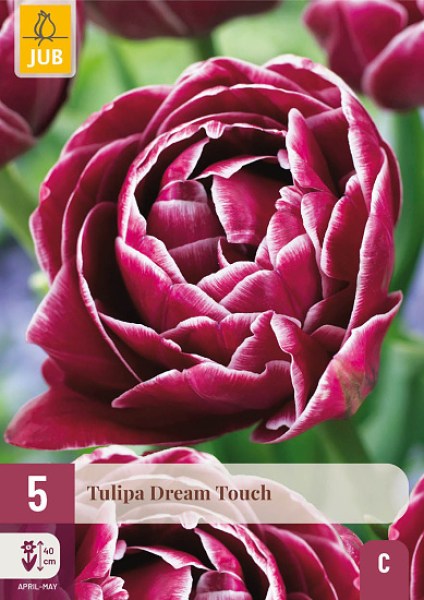 Tulipán Dream Touch, cibuloviny, cibule tulipanaov, cibulky tulipanov, cibule kvetov, kvetove cibule