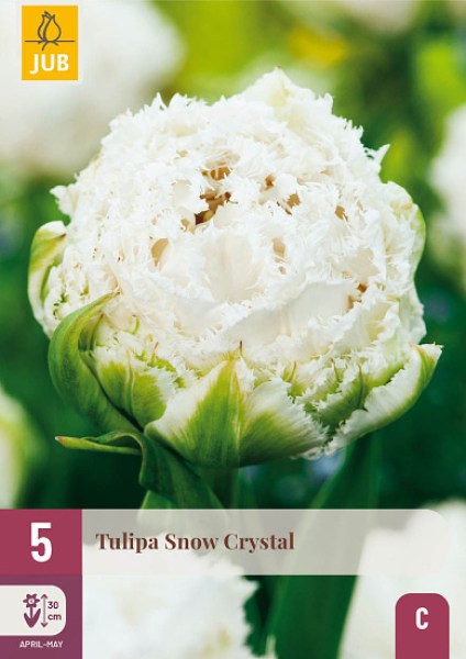 Tulipán Snow Crystal, cibuloviny, cibule tulipanov, cibulky tulipanov, cibule kvetov, kvetove cibule