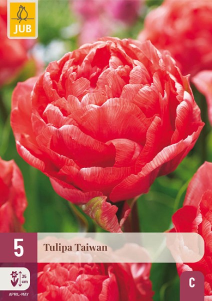 Tulipán Taiwan , cibuloviny, cibule tulipanov, cibulky tulipanov, cibule kvetov, kvetove cibule