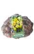 narcisy, narcis tete a tete, zlty narcis, zlte kvety, kvety, cibuloviny, cibulky kvetov