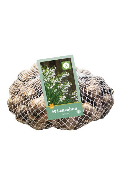 Cibuľoviny, Cibule bledule, Bleduľa Leucojum aestivum