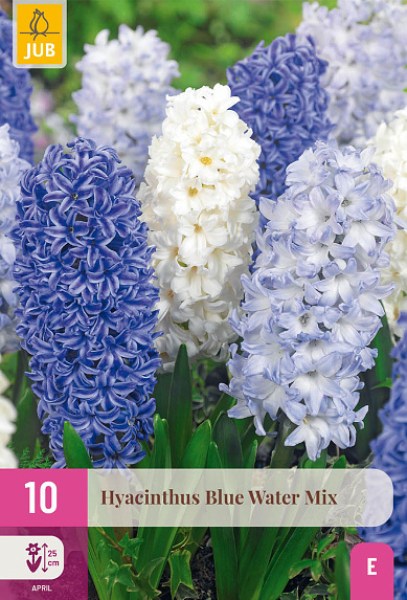cibule kvetov, cibule hyacintov, modre hyacinty, cibuloviny, hyacint, blue water