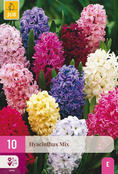 cibuľoviny, cibule kvetov, hyacinty, hyacint, farebné hyacinty, kvety, 