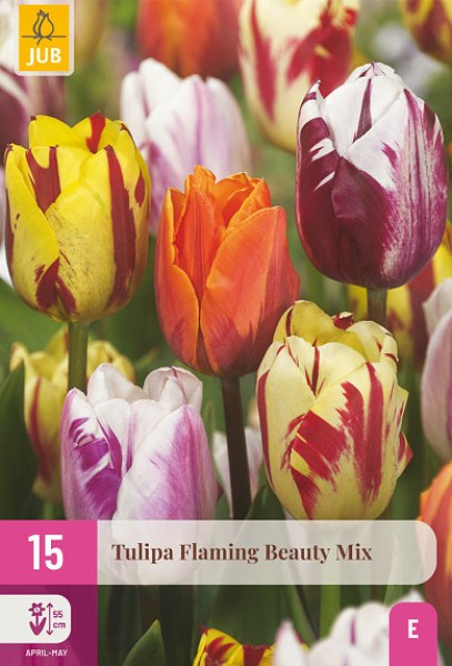 cibuloviny, tulipan, cibule kvetov, cibulky kvetov, cibulky tulipanov