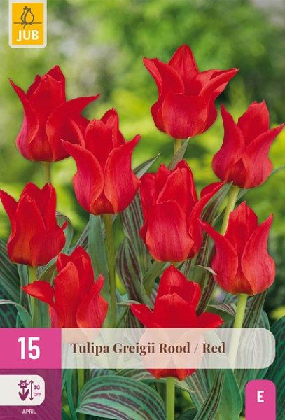 cibuloviny, tulipan, cibule kvetov, cibulky kvetov, cibulky tulipanov