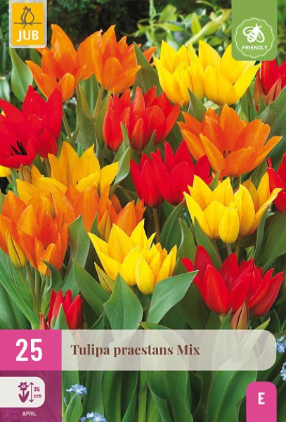 cibuloviny, tulipan, cibule kvetov, cibulky kvetov, cibulky tulipanov