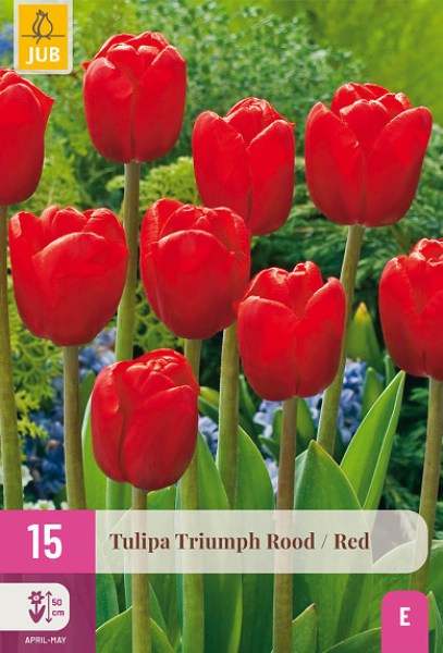 cibuloviny, tulipan, cibule kvetov, cibulky kvetov, cibulky tulipanov