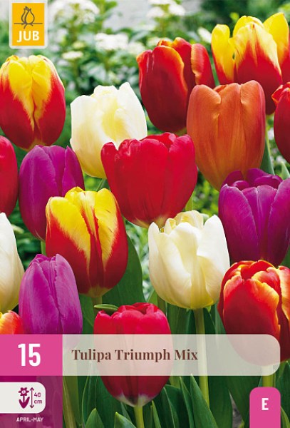 cibuloviny, tulipan, cibule kvetov, cibulky kvetov, cibulky tulipanov