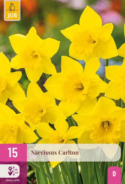 carlton, narcis, narcisy, kvety, cibuloviny, cibulky kvetov, kvetove cibulky,