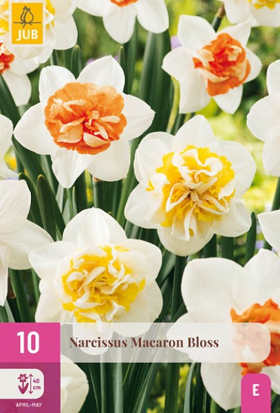 Narcis, Macaron Bloss, cibuloviny, cibulky kvetov, kvety, plnokvety narcis, narcis s oranzovym stredom, 