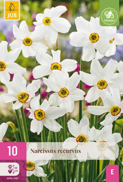 Cibuľoviny, cibule narcisov, Narcis Recurvus, narcisy, cibulky narcisov, kvetove cibulky,