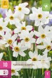 Cibuľoviny, cibule narcisov, Narcis Recurvus, narcisy, cibulky narcisov, kvetove cibulky,