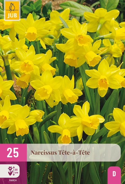 narcisy, narcis tete a tete, zlty narcis, zlte kvety, kvety, cibuloviny, cibulky kvetov