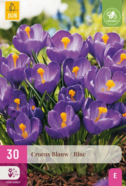 modrý krokus, krokusy, cibuľoviny, šafrán, modré kvety,