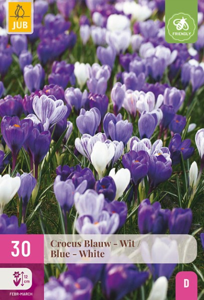 modré krokusy, modrý korkus, šafrán, cibuľoviny, biele krokusy, jarné kvety,