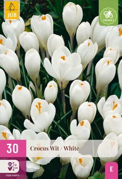 biele krokusy, biely šafrán, biely krokus, krokus biely, cibuľoviny, biele kvety,