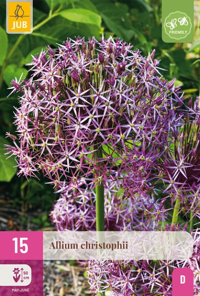 cibule kvetov, cibuloviny, Okrasný Cesnak, Allium Christophii
