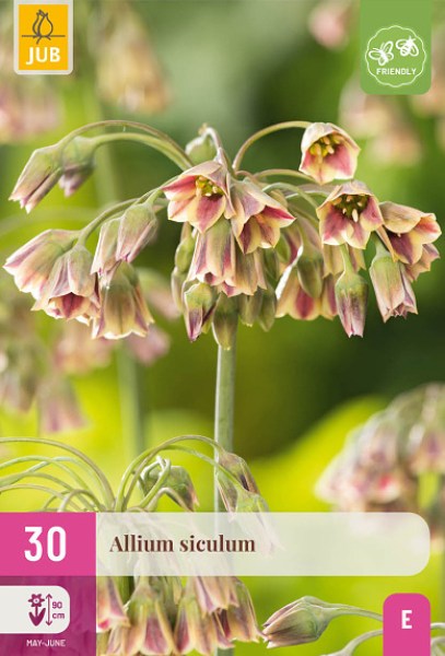 cibule kvetov, cibuloviny, Okrasný Cesnak, Allium (nectaroscordum) siculum 