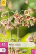 cibule kvetov, cibuloviny, Okrasný Cesnak, Allium (nectaroscordum) siculum 