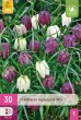 Cibuľoviny, Cibule korunovky, Fritillaria meleagris mix