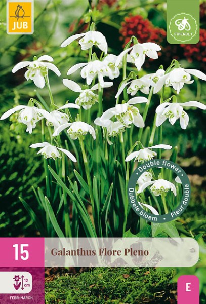 Cibuľoviny, Cibule snežienky, Snežienka Galanthus XXL balenie