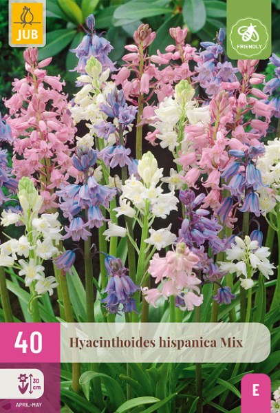 Cibuľoviny, Hyacinthoides hispanica Mix XXL balenie