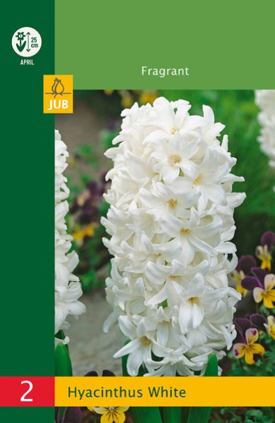 modry hyacint, kvetove cibulky, cibuloviny, kvety, cibule hyacintov