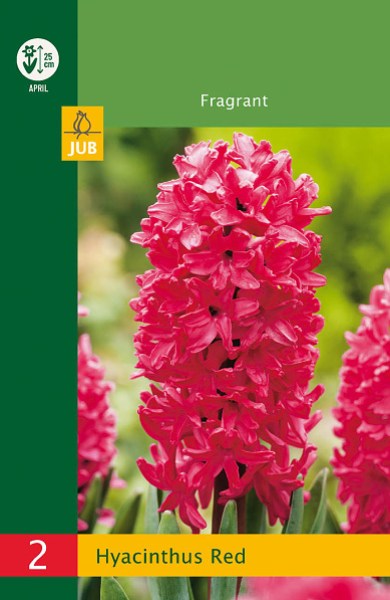 modry hyacint, kvetove cibulky, cibuloviny, kvety, cibule hyacintov