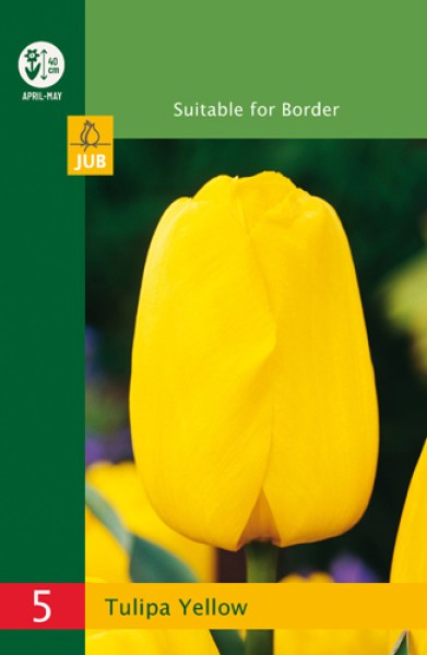 modry hyacint, kvetove cibulky, cibuloviny, kvety, cibule hyacintov