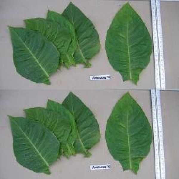 542502-nicotiana-tabacum-american-572