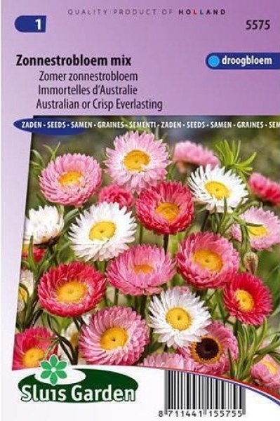 Helipterum roseum, Slamienka, slamienky, 