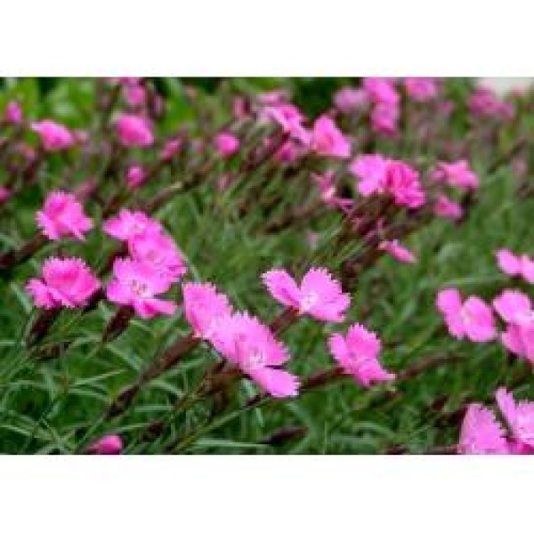 584840-dianthus-gratianopolitanus-rose-red-shades