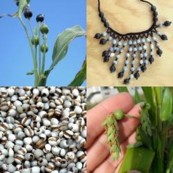 672600-coix-lacryma-jobi