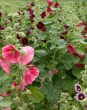 ALCEA-ROSEA-MIX