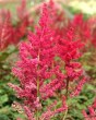 Astilbe Spinell.jpg