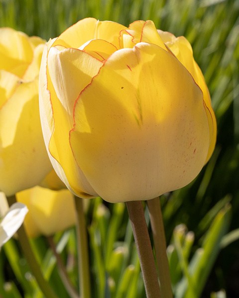 Tulipán plnokvetý neskorý Akebono