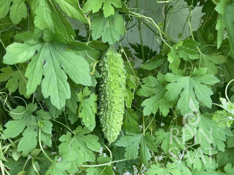 BIO semená Horká uhorka Momordica Goya cca 10 semien