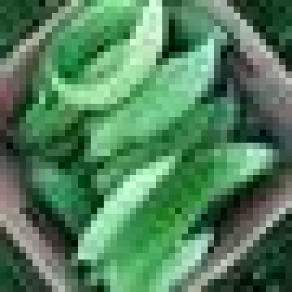 BIO semená Horká uhorka Momordica Goya cca 10 semien