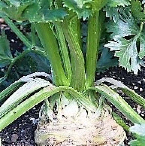 Celeriac-Apollo