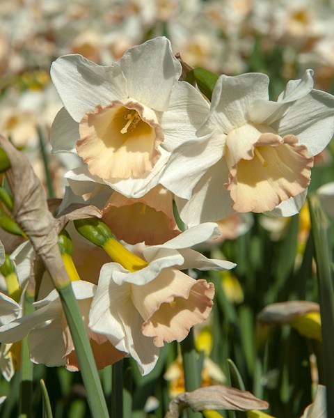 Narcis species Cosmopolitan