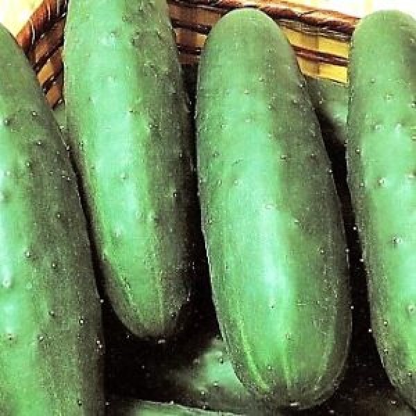 uhorky šalátové semená