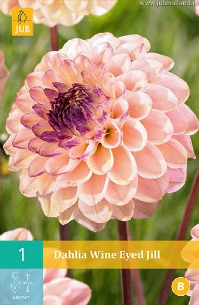 DAHLIA-WINE-EYED-JILL