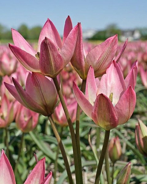 Tulipán species Danique